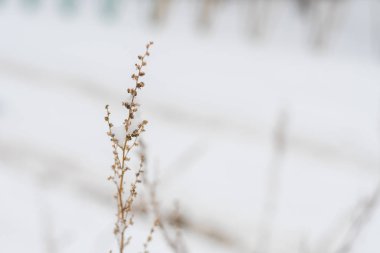 kuru bitki karla kaplı