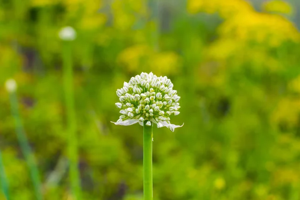 Gros Plan Sur Les Graines Oignon Dans Milieu Naturel — Photo