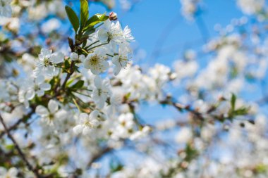 doğal bir arka plan üzerinde kiraz çiçekleri