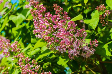 İlkbaharda çiçek açan leylak dalı
