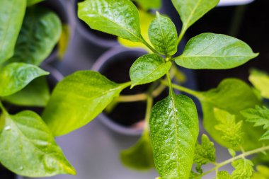 damla su ile Bulgar biber fideleri