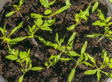 bir tencerede yeşil genç domates fidesi