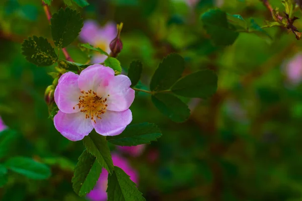 Dog Rose Blommar Den Naturliga Miljön Våren — Stockfoto