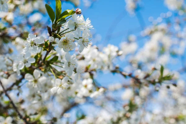 doğal bir arka plan üzerinde kiraz çiçekleri