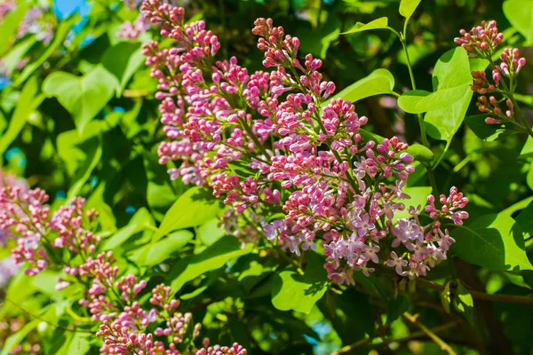 İlkbaharda çiçek açan leylak dalı