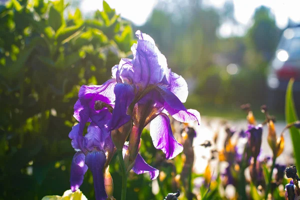 Blommande Irisar Våras Naturlig Bakgrund — Stockfoto