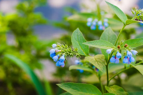 Hermosas Flores Campanas Azules Cerca —  Fotos de Stock