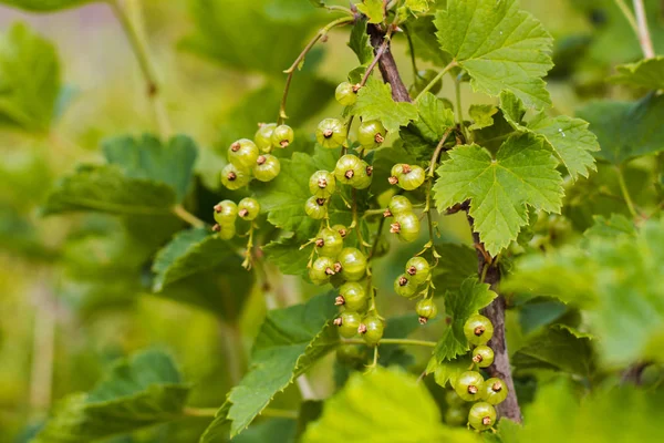 beyaz kuş üzümü çilek büyüyen