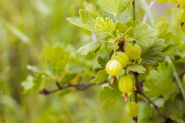 Angrešt Plody Bush — Stock fotografie