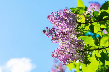 İlkbaharda çiçek açan leylak dalı