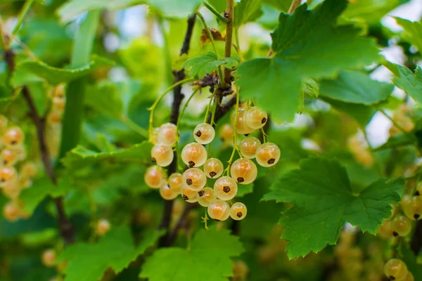 Hvit Strøm Bush Naturlig Bakgrunn – stockfoto