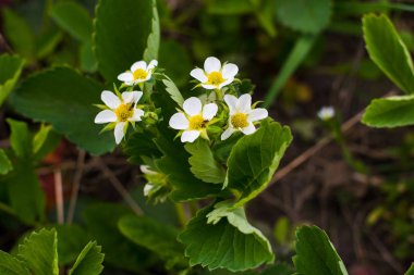çilek bahçesinde Bahar çiçekleri