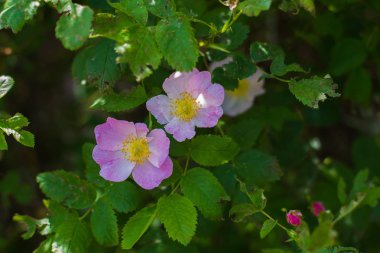 köpek gül blooms bahar doğal ortamda