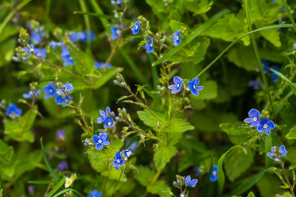 Campo Pequenas Flores Azuis Fundo Natural — Fotografia de Stock