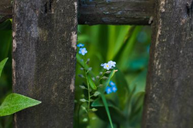 küçük korun arasında çit çiçekler