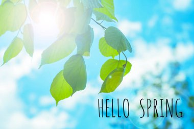 güneş ışığı altında limon ağaçlarının yapraklarından arka plan. tonda