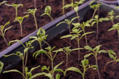 evde pencere üzerinde büyüyen domates fidesi