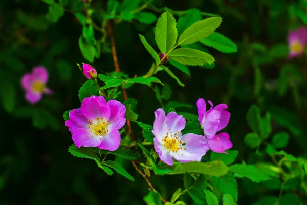 Dog Rose Blommar Den Naturliga Miljön Våren — Stockfoto