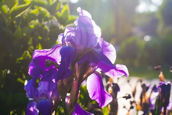 Bloeiende Irissen Het Voorjaar Een Natuurlijke Achtergrond — Stockfoto