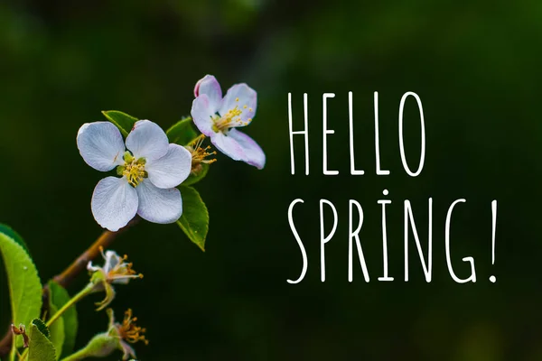 Branch Flowering Apple Tree Early Spring — Stock Photo, Image