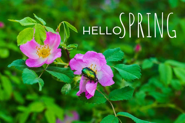 Dog Rose Blooms Natural Environment Spring — Stock Photo, Image