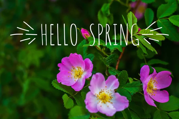 Cão Rosa Flores Ambiente Natural Primavera — Fotografia de Stock