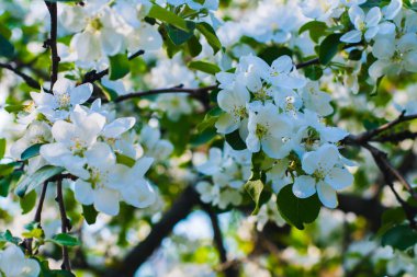 erken baharda çiçeklenme elma ağacının dalını