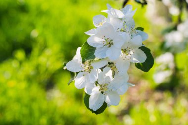 erken baharda çiçeklenme elma ağacının dalını