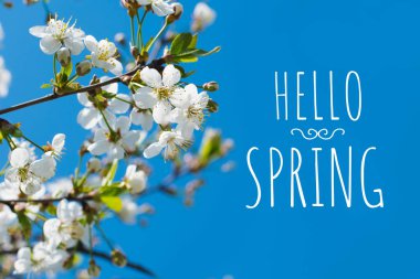 doğal bir arka plan üzerinde kiraz çiçekleri