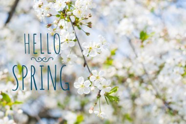 doğal bir arka plan üzerinde kiraz çiçekleri