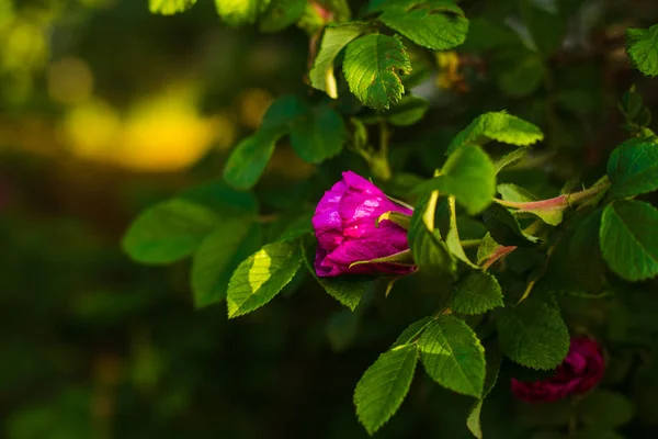 Dzikiej Róży Kwitnący Środowisku Naturalnym Wiosnę — Zdjęcie stockowe