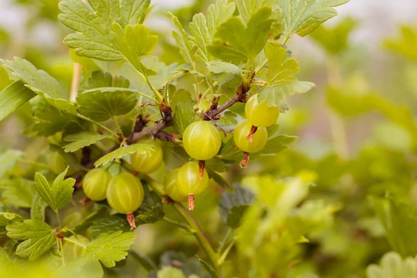 Angrešt Plody Bush — Stock fotografie