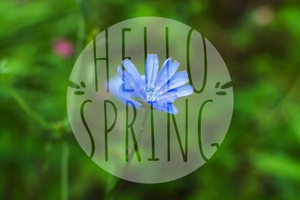 Chicorée Blume Natürlichen Hintergrund — Stockfoto