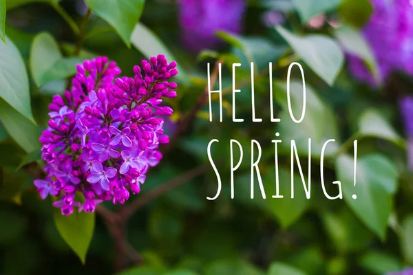 Zweig Des Blühenden Flieders Frühling — Stockfoto