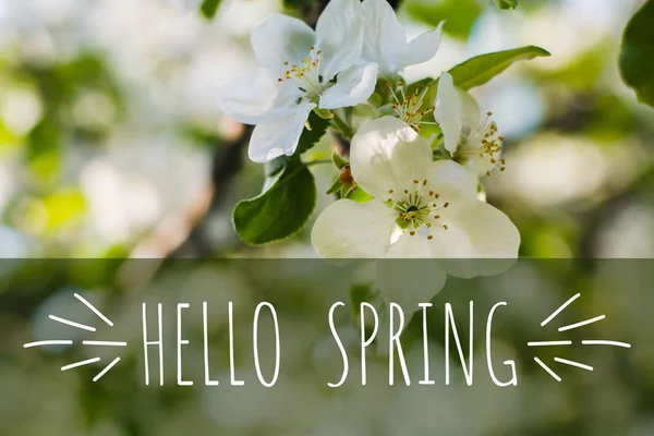 Tak Van Bloeiende Appelboom Het Vroege Voorjaar — Stockfoto