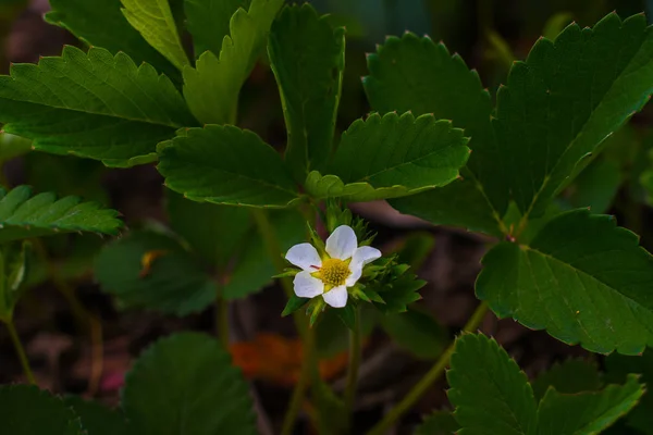 Blommor Jordgubbar Trädgård Våren — Stockfoto