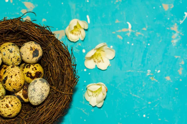 Huevos Codorniz Nido Sobre Fondo Azul Feliz Pascua — Foto de Stock