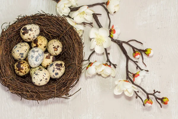 Huevos Codorniz Nido Una Rama Floreciente Vista Desde Arriba Feliz — Foto de Stock