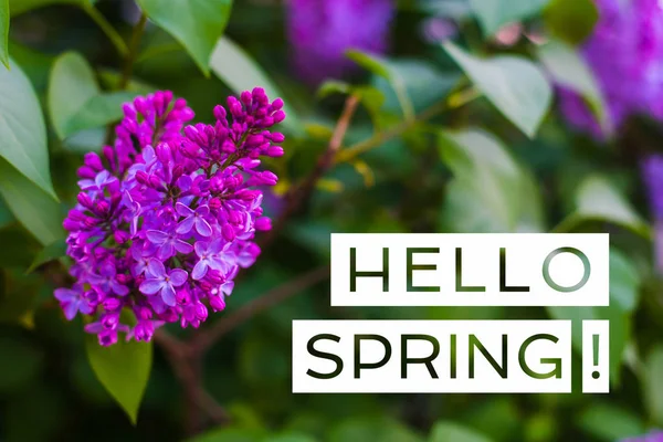 Zweig Des Blühenden Flieders Frühling — Stockfoto