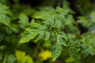 Genç domates fidesi