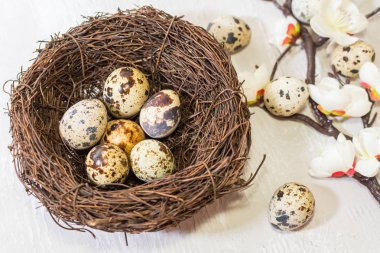 Bıldırcın yumurta yuva ve çiçekli dal. görünümden