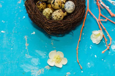mavi arka plan üzerinde yuvadaki bıldırcın yumurtası. Mutlu Paskalya