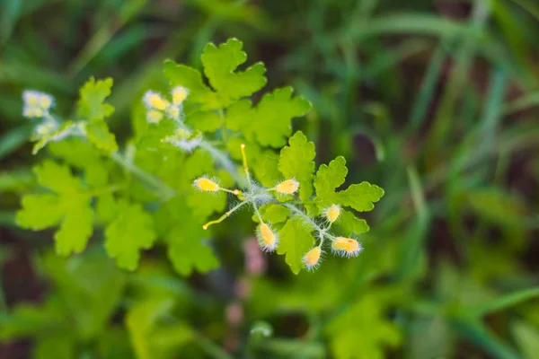 Champ de petites fleurs jaunes — Photo