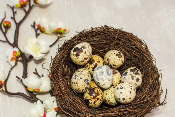 Huevos de codorniz en el nido y una rama floreciente. la vista desde el — Foto de Stock