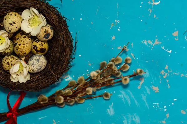 Huevos de codorniz en el nido con ramas de sauce sobre fondo azul — Foto de Stock