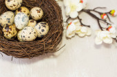 Křepelčí vejce v hnízdě a kvetoucí větve. pohled od
