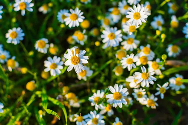Kwitnący rumianek pola — Zdjęcie stockowe
