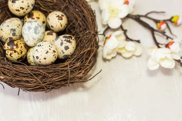 Huevos de codorniz en el nido y una rama floreciente. la vista desde el — Foto de Stock