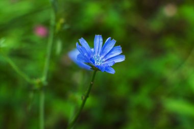 alanında çiçek açan hindiba