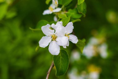 elma ağacı çiçek bahar